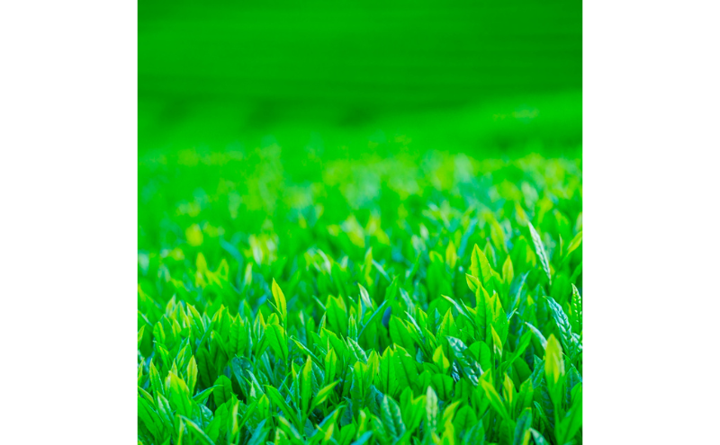 森からの和紅茶　はじまり缶（15袋入）〈紅茶 お茶 茶 茶葉 和紅茶 缶 飲料〉