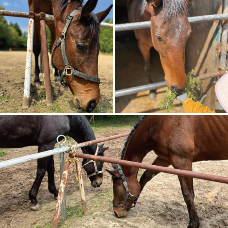 Shiina Riding Club　引き馬体験10分程度【茨城県 北茨城市 アクティビティ おでかけ レンタル 体験 チケット 馬】（DA002）