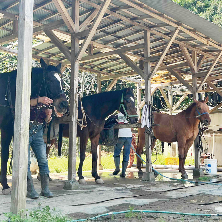 Shiina Riding Club　会員様が使える騎乗チケット（12,000円分）【茨城県 北茨城市 アクティビティ おでかけ 体験 チケット 馬 乗馬】（DA004）