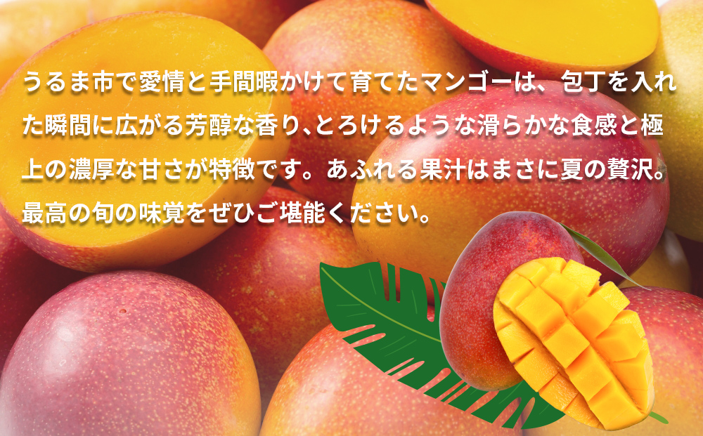 沖縄県産 訳ありマンゴー 1.5kg 【 先行予約 2026年発送 】