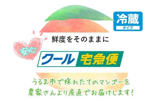 沖縄県産 訳ありマンゴー 1.5kg 【 先行予約 2026年発送 】
