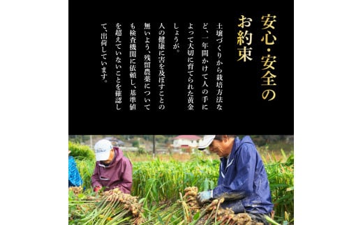 黄金しょうが粉末50g×5袋 - しょうが ショウガ 生姜 生姜パウダー 坂田信夫商店 黄金しょうが 高知 国産 料理 紅茶 しょうが湯 健康 美容 ふるさとのうぜい 故郷納税 15000円 返礼品