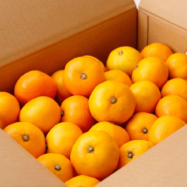 ＼光センサー選別／極 有田みかんプレミアム 10kg【光センサー 高糖度選別品】2S～Mの小玉サイズ 有機質肥料100% | 光センサー選別 温州みかん みかん 高糖度 柑橘 果物 フルーツ 甘い◇※2025年11月中旬～2026年1月上旬頃に順次発送予定 ※北海道・沖縄・離島への配送不可