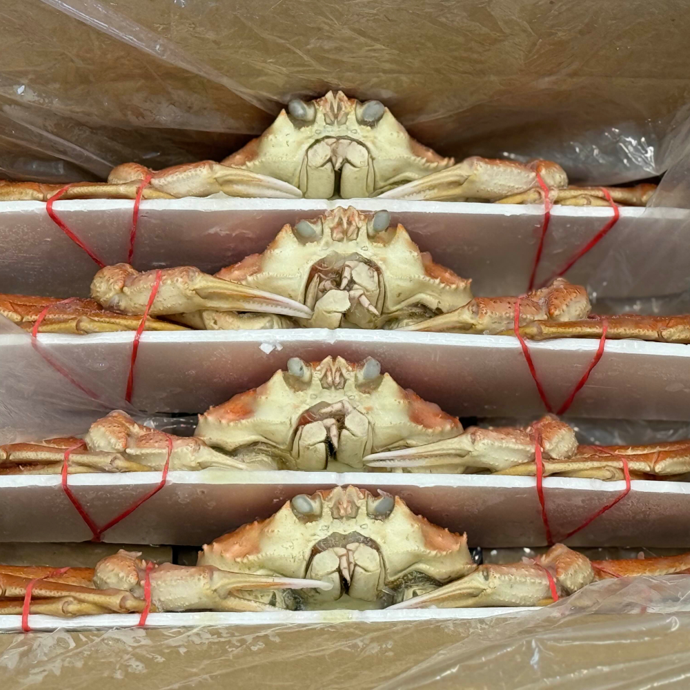 17-203 【年内配送12月15日入金まで】北海道産　ボイルオオズワイガニ姿　計1～1.5ｋｇ内外(3～4尾) within2025