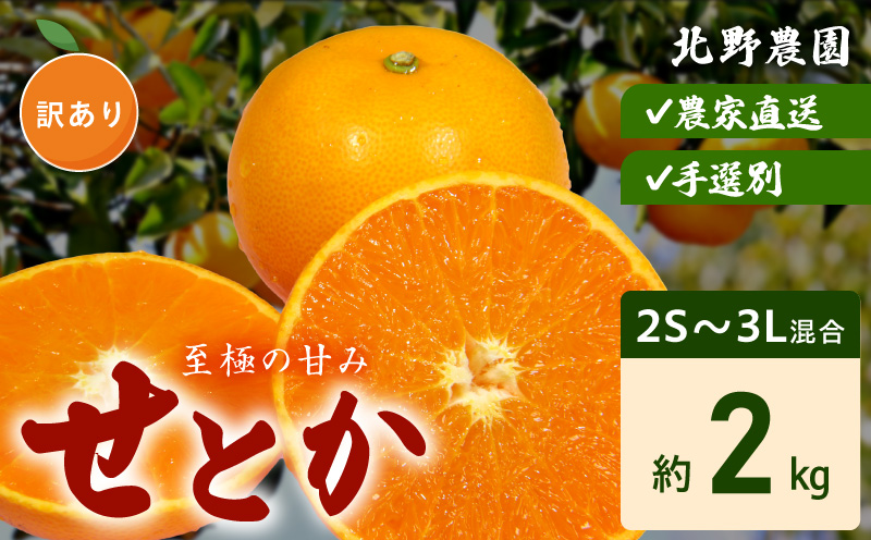 �y�a�̎R���L�c�S���󒬁zDZ6230_�y2026�N��s�\��z���ƒ�p ���Ƃ� �a�̎R �L�c 2S�`3L�T�C�Y �傫�����C�� ��2kg