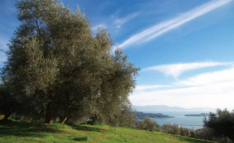 【高島屋選定品】日本オリーブ 有機栽培 エキストラバージン オリーブオイル 180g×3本