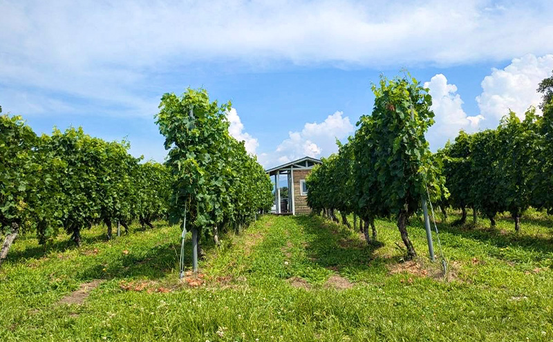 赤ワイン2本セット　Merlot／メルロー 2023　長野　信州　小諸市ワイン　赤ワイン