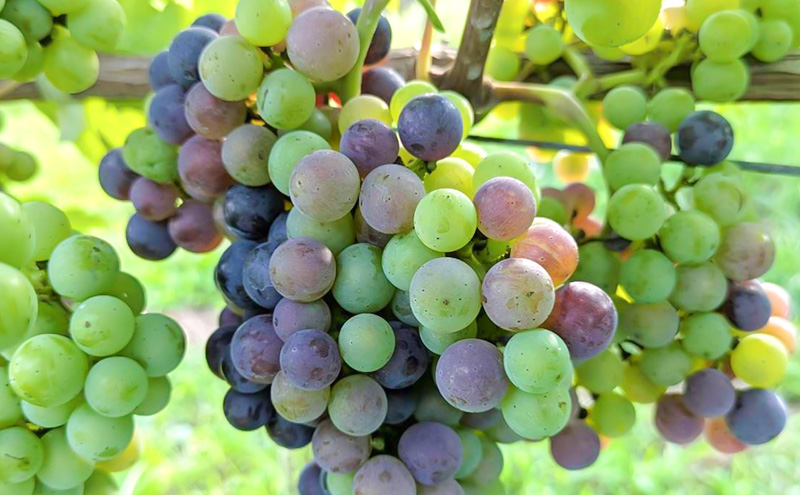 Merlot／メルロー 2023　長野　信州　小諸市ワイン　赤ワイン