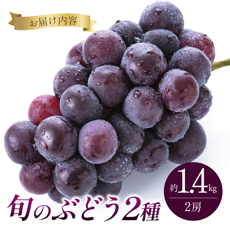 8月発送｜朝採れ旬のぶどう 2種 食べ比べセット 約1.4kg（2房） セット 詰め合わせ 産地直送 フルーツ 兵庫県 加西市