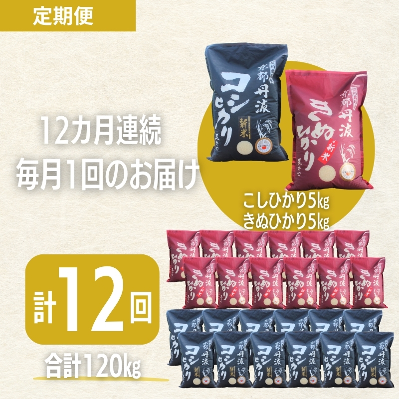 【12カ月定期便】令和7年産 新米 京都丹波産 こしひかり・きぬひかり 食べ比べセット 10kg 合計120kg