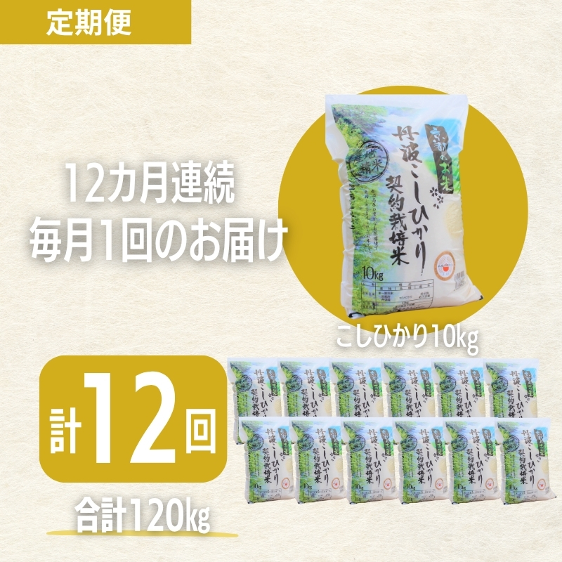 【12カ月定期便】令和7年産 新米 京都丹波産 こしひかり 10kg 合計120kg
