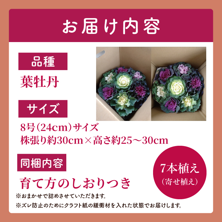 行方市の花農家「すみれ花園」セレクト 葉牡丹の寄せ植え｜花 お花 季節の花 葉牡丹 寄せ植え ギフト 贈り物 プレゼント 茨城県 行方市(EH-29)