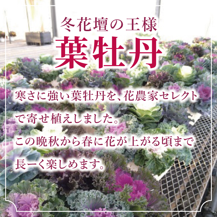 行方市の花農家「すみれ花園」セレクト 葉牡丹の寄せ植え｜花 お花 季節の花 葉牡丹 寄せ植え ギフト 贈り物 プレゼント 茨城県 行方市(EH-29)