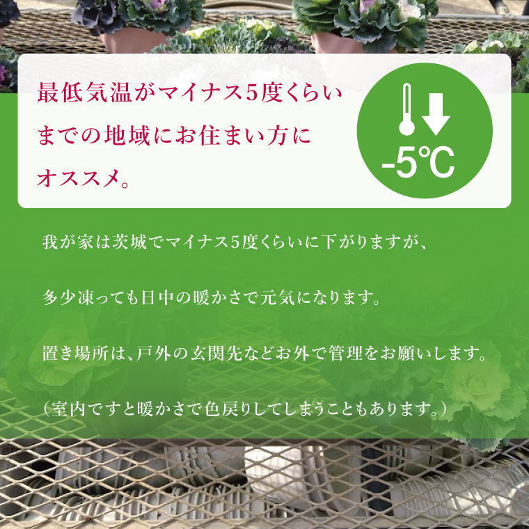 行方市の花農家「すみれ花園」セレクト 葉牡丹の寄せ植え｜花 お花 季節の花 葉牡丹 寄せ植え ギフト 贈り物 プレゼント 茨城県 行方市(EH-29)