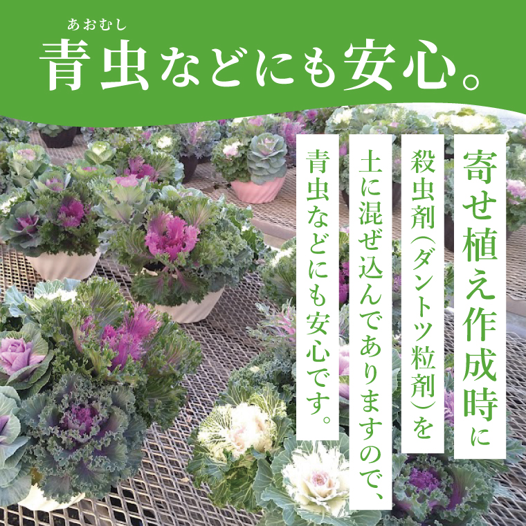 行方市の花農家「すみれ花園」セレクト 葉牡丹の寄せ植え｜花 お花 季節の花 葉牡丹 寄せ植え ギフト 贈り物 プレゼント 茨城県 行方市(EH-29)