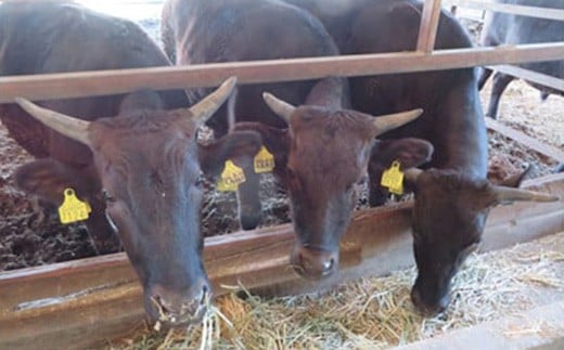 【返礼品なし】滋賀県近江八幡市への応援寄附金　100,000円【OM009W】