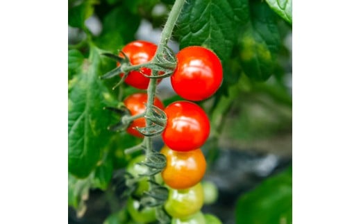 訳あり 赤いミニトマトの宝石箱 約1kg 約1キロ 5回定期便 トマト とまと ミックス 詰め合わせ セット 野菜 料理 サラダ マリネ 浅漬け おやつ 弁当 訳アリ 家庭用 ご自宅用 常温 配送