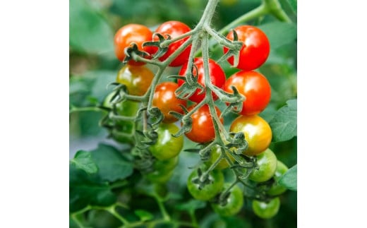 訳あり 赤いミニトマトの宝石箱 約1kg 約1キロ 5回定期便 トマト とまと ミックス 詰め合わせ セット 野菜 料理 サラダ マリネ 浅漬け おやつ 弁当 訳アリ 家庭用 ご自宅用 常温 配送