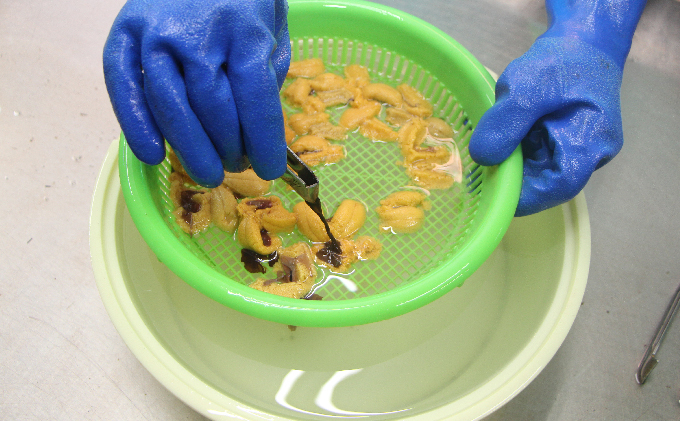 先行予約 北海道 礼文島産 新鮮生うに（ キタムラサキウニ ）40g×4個 ウニ 雲丹 魚貝類 160g