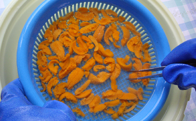 先行予約 北海道 礼文島産  塩水ウニ （ エゾバフンウニ ）100g×10  生うに うに 雲丹  魚貝類 生ウニ 海の幸 肴 つまみ 海鮮 生もの 北海道産