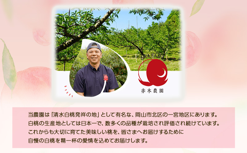 桃 2026年 先行予約 ご家庭用 岡山の白桃 約2.0kg 7～9玉 白桃 もも モモ フルーツ 果物  国産 赤木農園