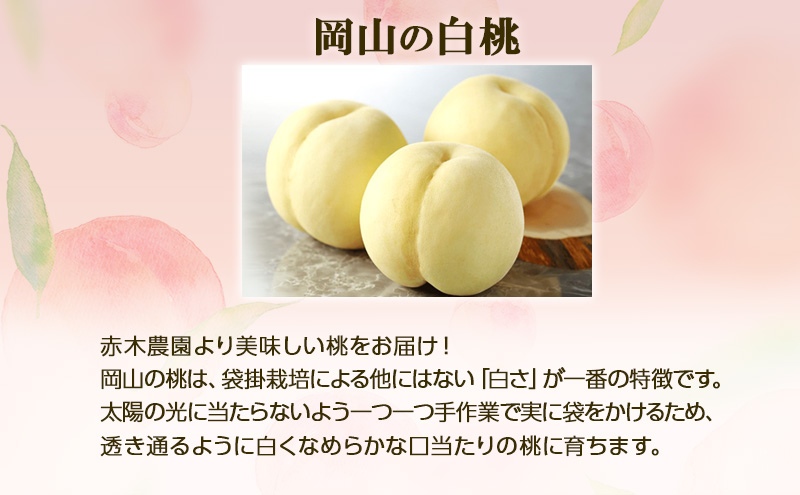 桃 2026年 先行予約 贈答用 岡山の白桃 約900g 3玉 白桃 もも モモ フルーツ 果物  国産 赤木農園
