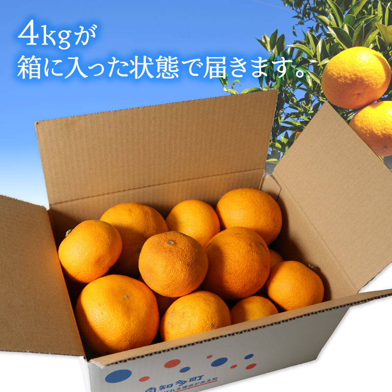 訳あり 八朔 約4kg   南知多町産  柑橘 果物 フルーツ デザート 人気 おすすめ 愛知県 南知多町 ふるさと納税 ふるさと納税柑橘 愛知県産 南知多町産