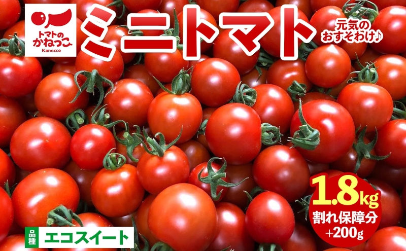 美味しさで笑おっ!トマトで笑おっ! エコスイート 1.8kg+200g 割れ保障 トマト とまと 夏野菜 旬 完熟 甘い プチトマト 採れたて 新鮮 産地直送 お取り寄せ 濃厚 トマトのかねっこ 神奈川県 茅ケ崎市