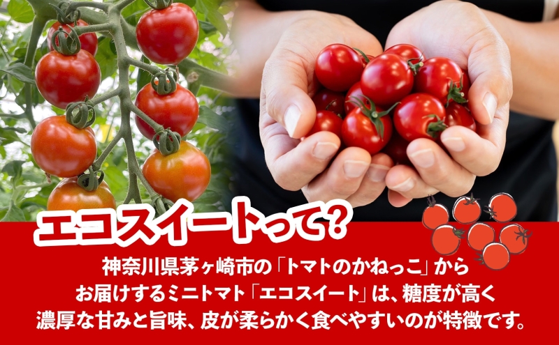 美味しさで笑おっ！トマトで笑おっ！ エコスイート 1.8kg+200g 割れ保障 トマト とまと 夏野菜 旬 完熟 甘い プチトマト 採れたて 新鮮 産地直送 お取り寄せ 濃厚 トマトのかねっこ 神奈川県 茅ケ崎市