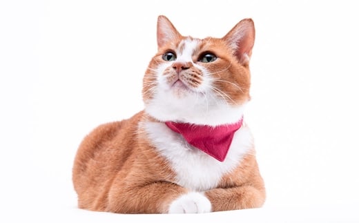 【Mサイズ】ぽぽねこ バンダナ付き猫首輪 MUJIコットンプレーン セイフティバックル・鈴付き・ハゲにくい「共通返礼品」 | 全19色 首輪 ペット ペット用品 ねこ ネコ 茨城県 守谷市