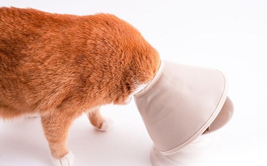 【LLサイズ】ぽぽねこ 軽くて柔らかい猫用エリザベスカラー 傷口が見えにくい・ソフト・軽量タイプ「共通返礼品」 | 布製 防汚 撥水 撥油素材 エリザベスカラー ペット ペット用品 ねこ ネコ 茨城県 守谷市