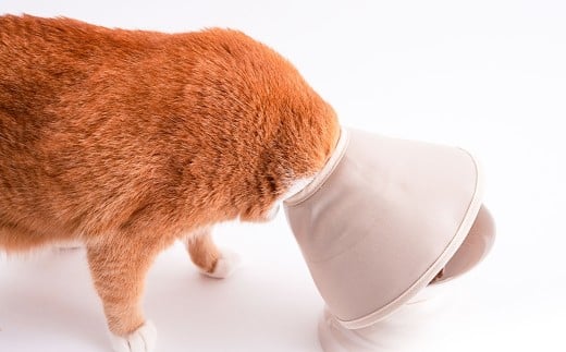 【Sサイズ】ぽぽねこ 軽くて柔らかい猫用エリザベスカラー 傷口が見えにくい・ソフト・軽量タイプ「共通返礼品」 | 布製 防汚 撥水 撥油素材 エリザベスカラー ペット ペット用品 ねこ ネコ 茨城県 守谷市