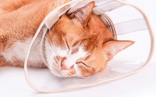【Sサイズ】ぽぽねこ 軽くて柔らかい猫用エリザベスカラー 視界良好・ソフト・軽量タイプ「共通返礼品」 | 布製 防汚 撥水 撥油素材 エリザベスカラー ペット ペット用品 ねこ ネコ 茨城県 守谷市