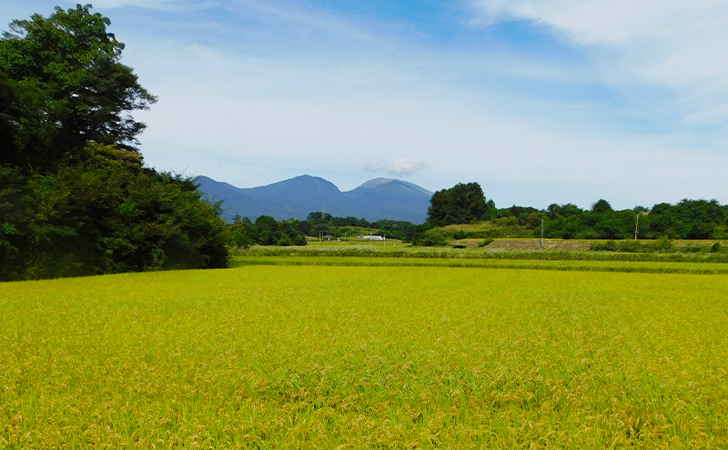 【3ヶ月定期便 】 小諸市 御牧ヶ原産こしひかり 6kg×3ヶ月　計18kg 長野 信州 コシヒカリ 精米 美味しいお米 お取り寄せ おこめ 白米