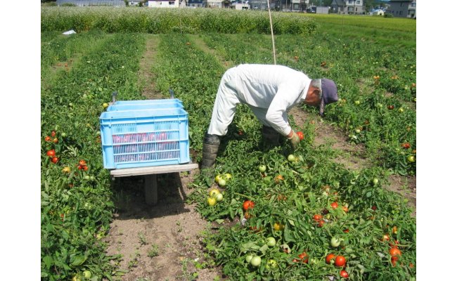 トマトジュース（有塩缶）　30缶 n-0008