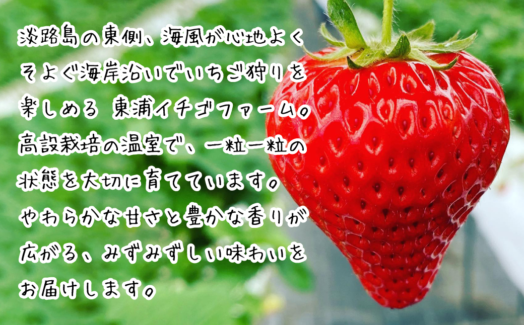 淡路島産いちごセット（紅ほっぺ / ベリーポップすず）【12月中旬～1月発送・お届け日指定不可】