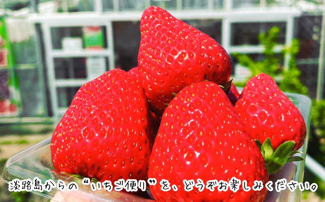 淡路島産いちごセット（紅ほっぺ / ベリーポップすず）【12月中旬～1月発送・お届け日指定不可】