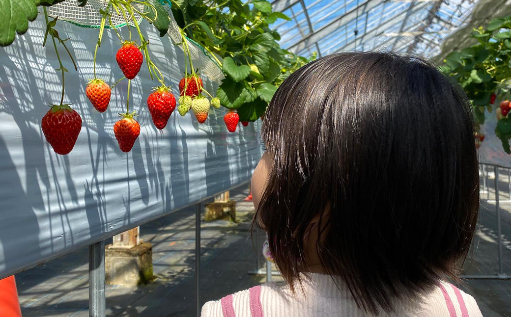 淡路島産いちごセット（紅ほっぺ / ベリーポップすず）【12月中旬～1月発送・お届け日指定不可】