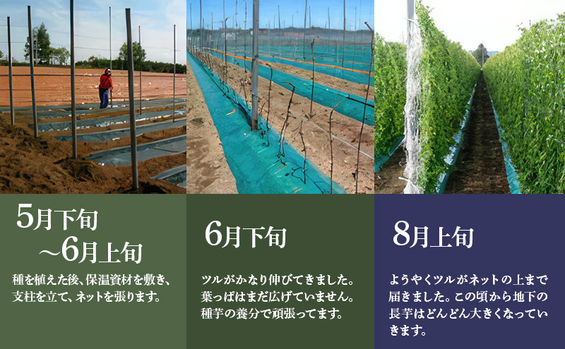 北海道 十勝の大地が育てたシャキシャキ食感と強い粘り 幕別産 長いも 2Lサイズ 5kg［木川商店］【 長いも 長芋 ながいも ナガイモ とろろ 芋 いも 野菜 10kg 5kg  産地直送 旬 濃厚 北海道 十勝 幕別 】