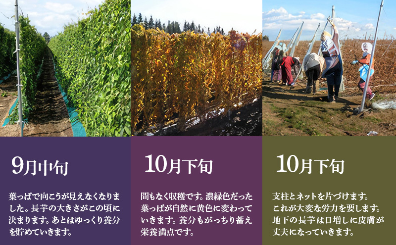 北海道 十勝の大地が育てたシャキシャキ食感と強い粘り 幕別産 長いも 2Lサイズ 10kg［木川商店］【 長いも 長芋 ながいも ナガイモ とろろ 芋 いも 野菜 10kg 5kg  産地直送 旬 濃厚 北海道 十勝 幕別 】