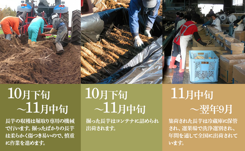 北海道 十勝の大地が育てたシャキシャキ食感と強い粘り 幕別産 長いも 2Lサイズ 10kg［木川商店］【 長いも 長芋 ながいも ナガイモ とろろ 芋 いも 野菜 10kg 5kg  産地直送 旬 濃厚 北海道 十勝 幕別 】