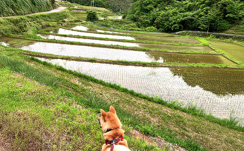 令和7年産 朝日 精米2kg ホタル舞う里山の棚田 栽培期間中 農薬 化学肥料不使用 米 岡山県 赤磐市 朝日米