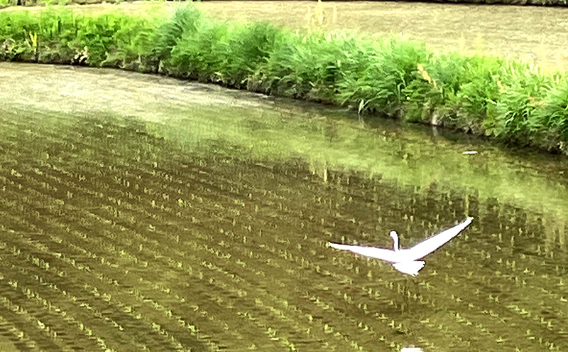 令和7年産 朝日 精米2kg ホタル舞う里山の棚田 栽培期間中 農薬 化学肥料不使用 米 岡山県 赤磐市 朝日米