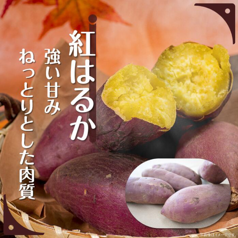 【訳あり】紅はるか 約10kg｜さつまいも 芋 お芋 わけあり 訳あり 紅はるか タネのハシモト 茨城県 行方市(BS-23)