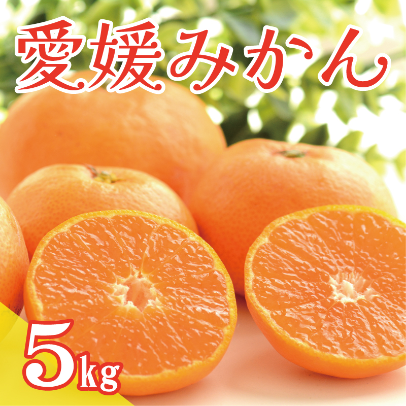 数量限定 愛媛みかん 5kg 9000円 温州みかん こたつ みかん 温州 みかん mikan 蜜柑 愛媛 ミカン 完熟 産地直送 国産 農家直送 期間限定 特産品 ギフト プレゼント お歳暮 ゼリー ジュース アイス 等に 人気 限定 甘い 果実 果肉 フルーツ 果物 柑橘 健康 美味しい おいしい ジューシー サイズ ミックス 小玉 含む くらもとファーム 愛南町 愛媛県