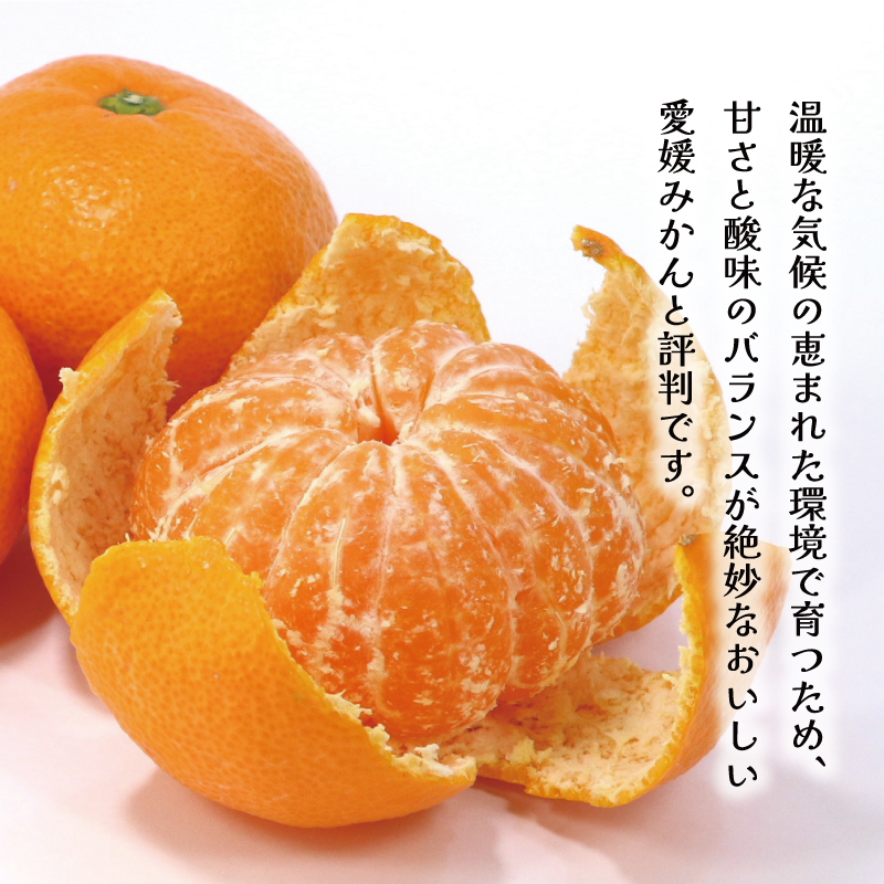 数量限定 愛媛みかん 5kg 9000円 温州みかん こたつ みかん 温州 みかん mikan 蜜柑 愛媛 ミカン 完熟 産地直送 国産 農家直送 期間限定 特産品 ギフト プレゼント お歳暮 ゼリー ジュース アイス 等に 人気 限定 甘い 果実 果肉 フルーツ 果物 柑橘 健康 美味しい おいしい ジューシー サイズ ミックス 小玉 含む くらもとファーム 愛南町 愛媛県