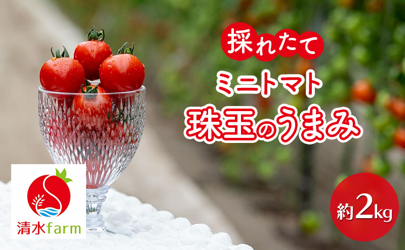 【2026年7月～発送】富良野産 採れたて直送! ミニトマト 「殊玉のうまみ」 【約2kg】 (清水farm) トマト ミニトマト とまと 美果 野菜 新鮮 甘い 季節限定 北海道 富良野 ふらの