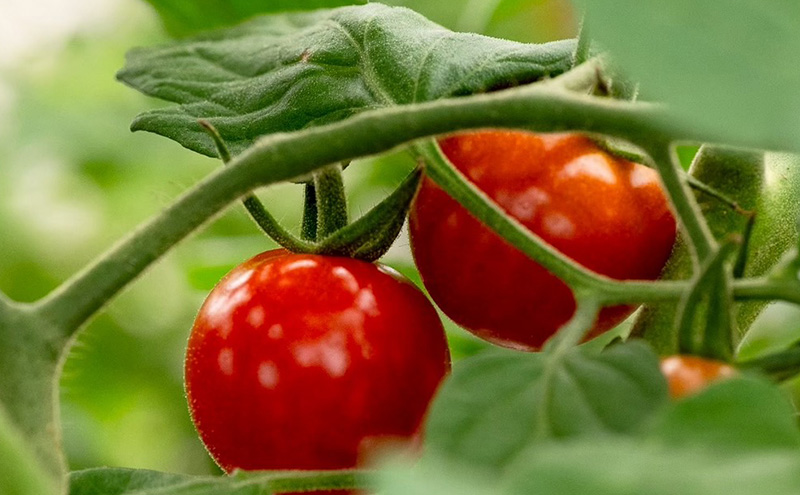 【2026年7月～発送】富良野産 採れたて直送! ミニトマト 「殊玉のうまみ」 【約2kg】 (清水farm) トマト ミニトマト とまと 美果 野菜 新鮮 甘い 季節限定 北海道 富良野 ふらの