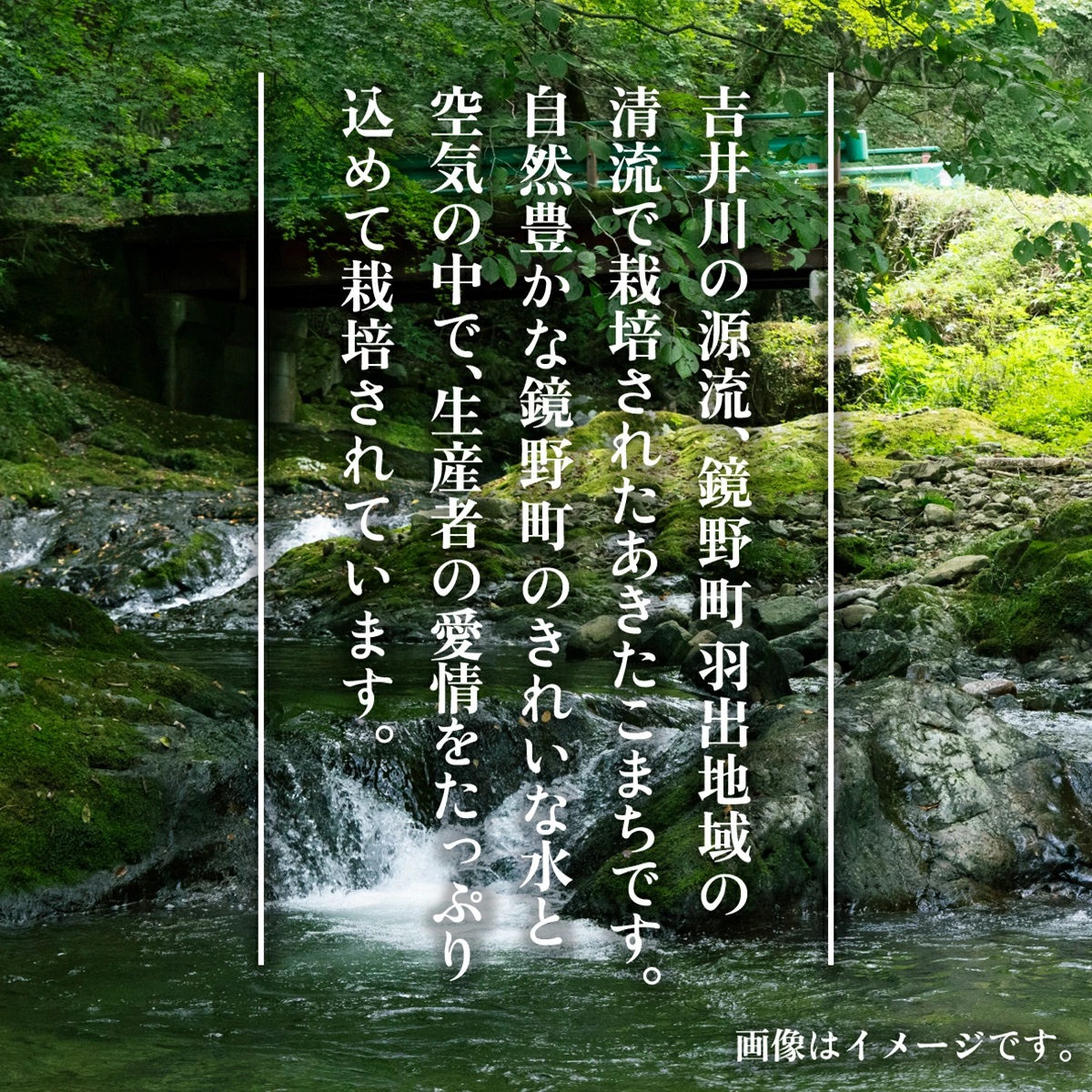 岡山県鏡野町のふるさと納税 【2026年発送分 先行予約】令和8年産 鏡野町産 あきたこまち 玄米 20kg 【033-a014】
