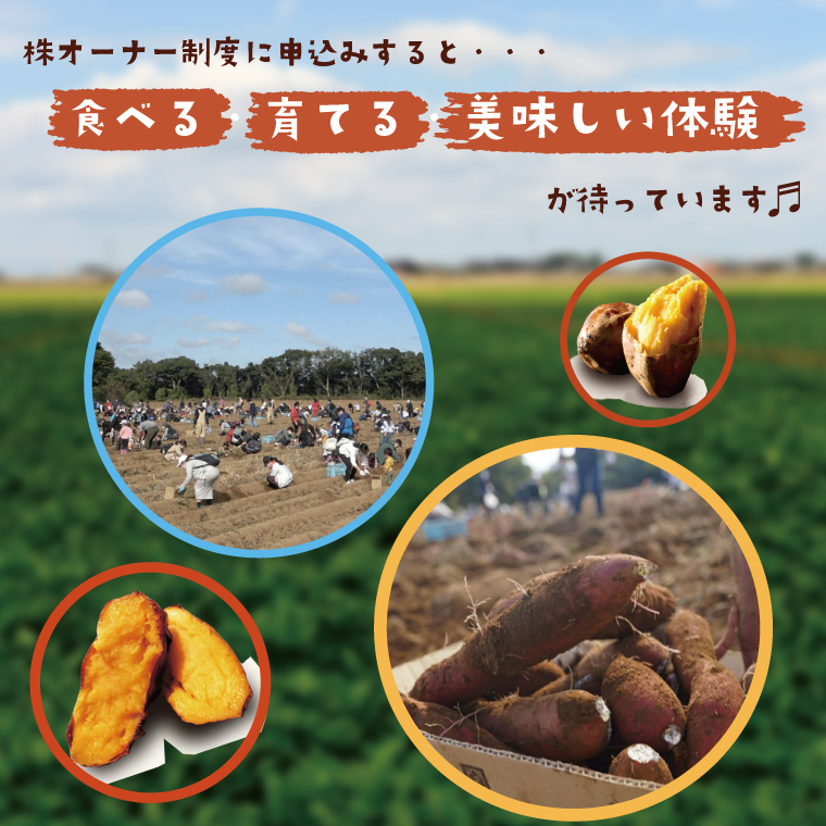【早割B2プラン】2026年度おいも株オーナー制度 1口｜さつまいも 芋 サツマイモ お芋 おいも株 株 オーナー いばらきゴールド 安納芋 らぽっぽファーム 体験 農園 茨城県 行方市(CQ-27-1)
